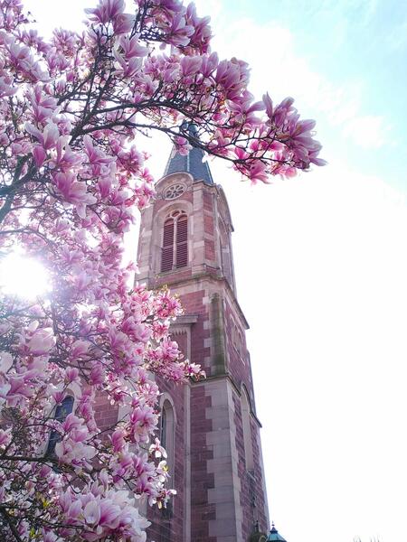 Johanneskirche, Sonnenlicht durchfluteter Magnolienbaum